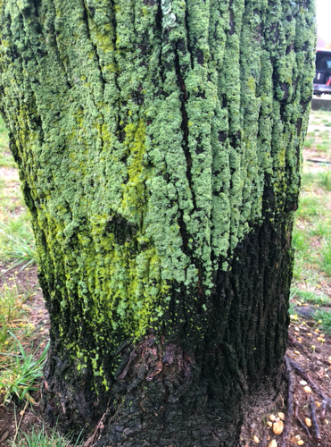 Fluffy Dust Lichen