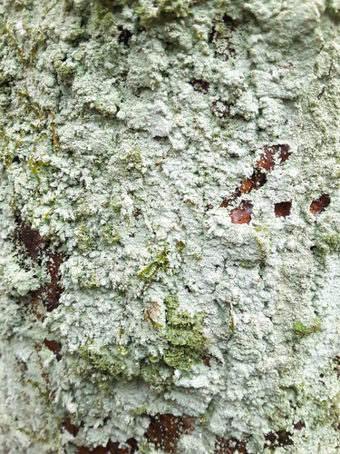 Fluffy Dust Lichen
