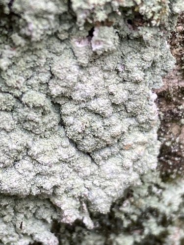 Fluffy Dust Lichen