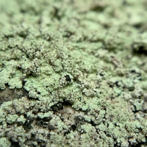 Fluffy Dust Lichen