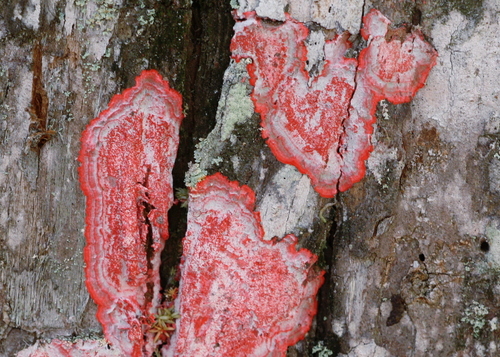 Christmas lichen