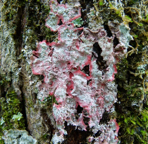 Christmas lichen