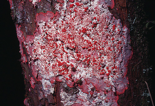 Christmas lichen