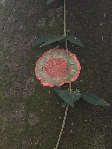 Christmas lichen