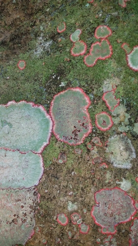 Christmas lichen