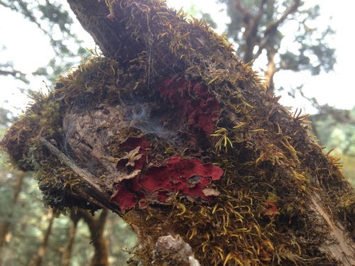 Christmas lichen