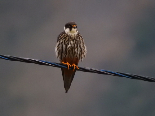 Eurasian Hobby