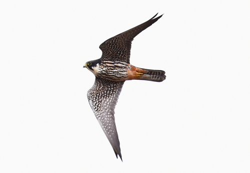 Eurasian Hobby