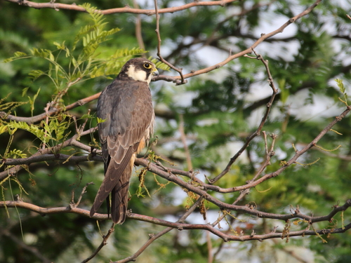 Eurasian Hobby