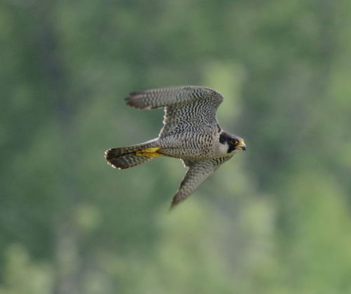Peregrine Falcon