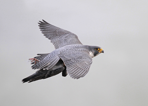 Peregrine Falcon