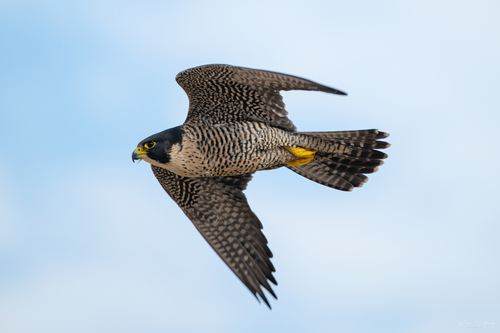 Peregrine Falcon