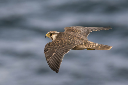 Peregrine Falcon
