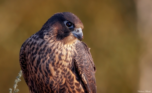 Peregrine Falcon