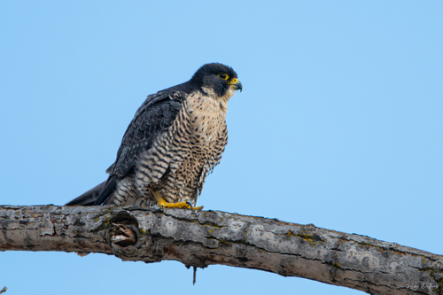 Peregrine Falcon