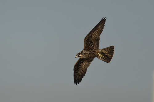 Peregrine Falcon