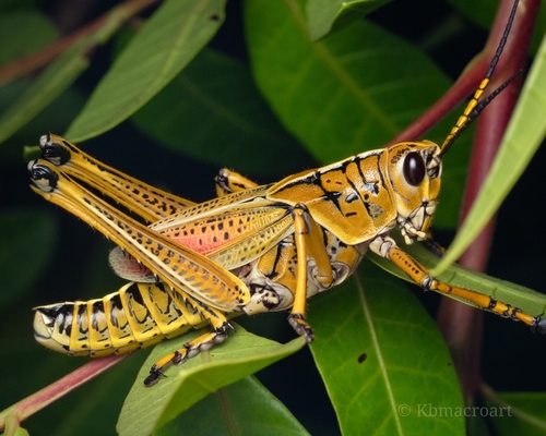 Eastern Lubber Grasshopper