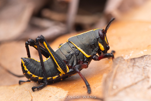 Eastern Lubber Grasshopper