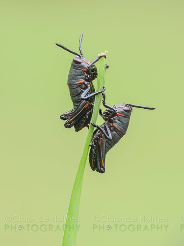 Eastern Lubber Grasshopper