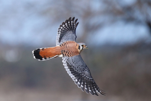 American Kestrel