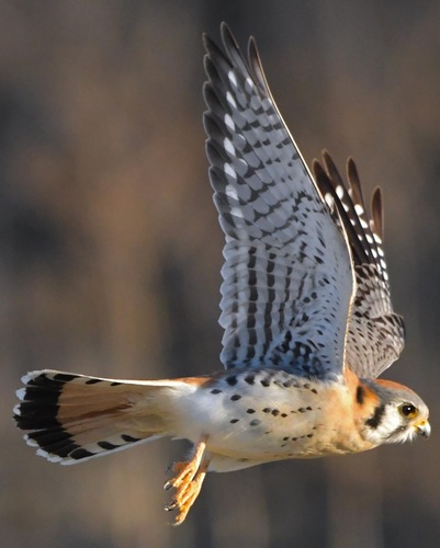 American Kestrel