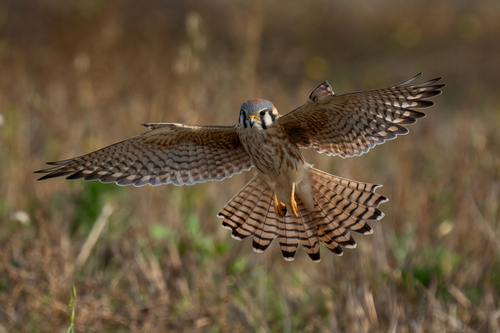 American Kestrel