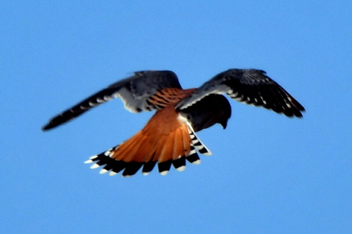 American Kestrel