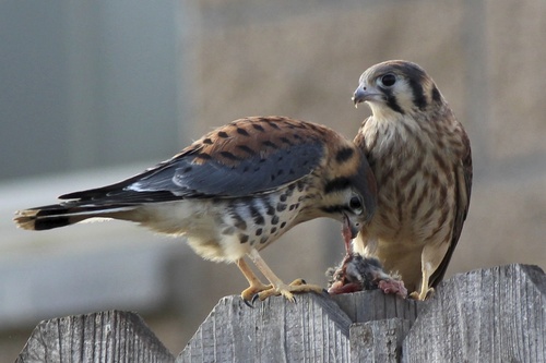 American Kestrel
