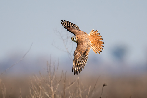 American Kestrel