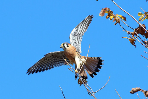 American Kestrel
