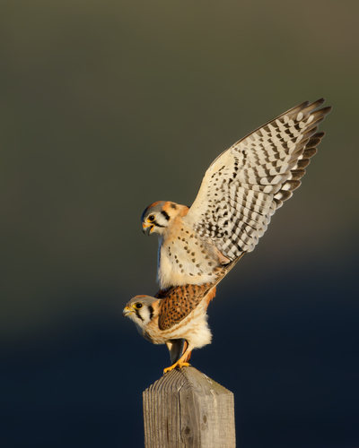American Kestrel