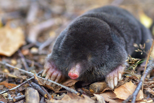 European Mole
