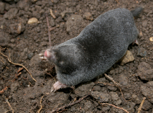 European Mole