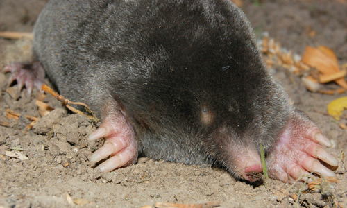 European Mole