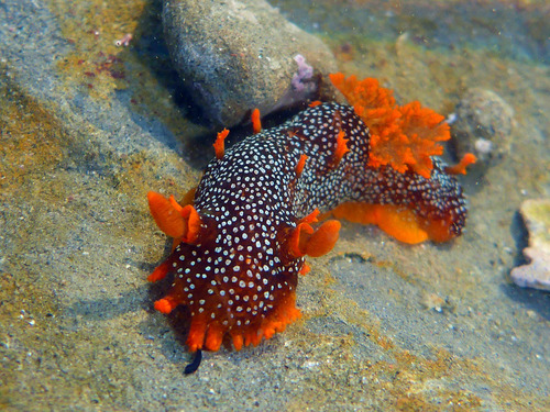 Spotted Dorid