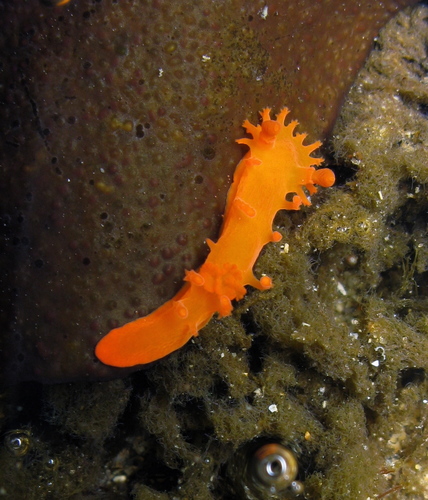 Spotted Dorid