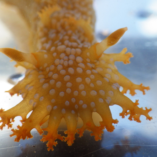 Spotted Dorid