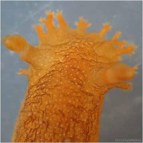 Spotted Dorid