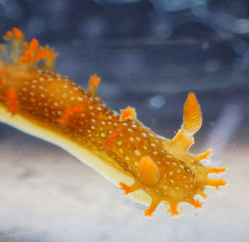 Spotted Dorid