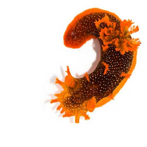 Spotted Dorid