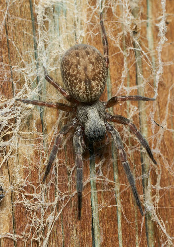 Grey House Spider