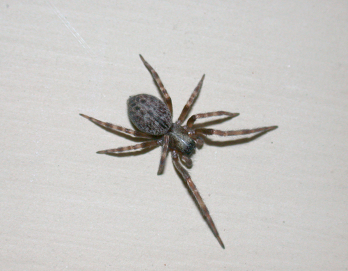 Grey House Spider
