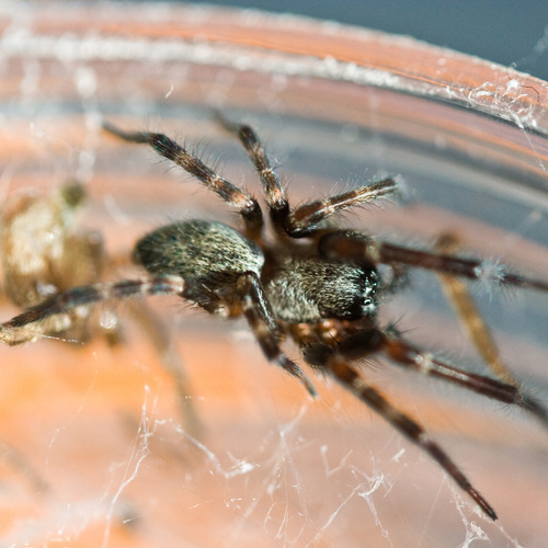 Grey House Spider