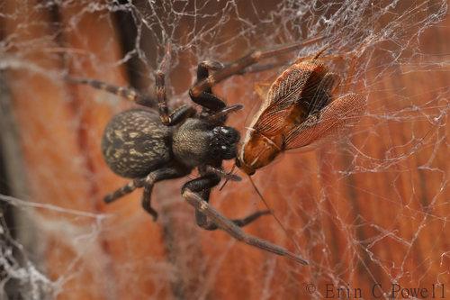 Grey House Spider