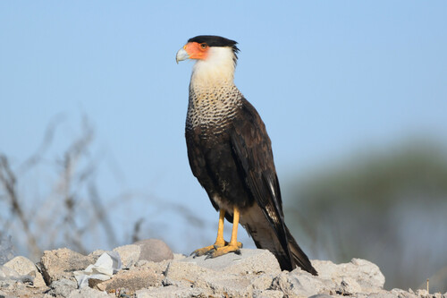 Crested Caracara