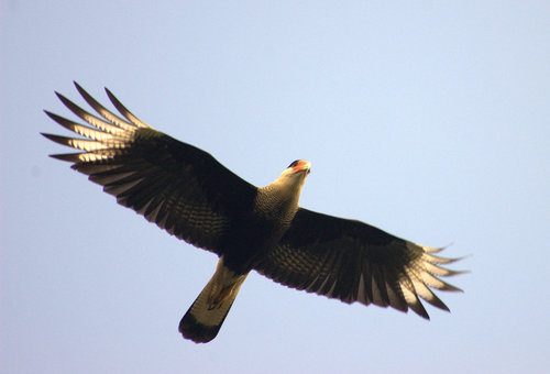 Crested Caracara