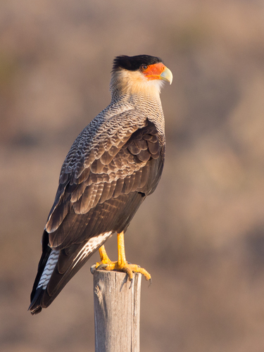Crested Caracara