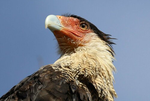 Crested Caracara
