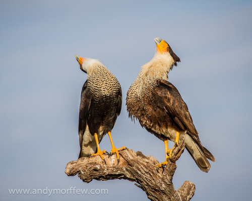 Crested Caracara