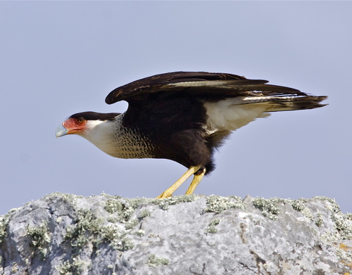 Crested Caracara